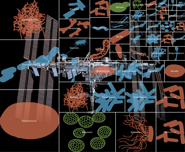 A selection of microbes found on the ISS scaled by prevalence. ISS is in the background.